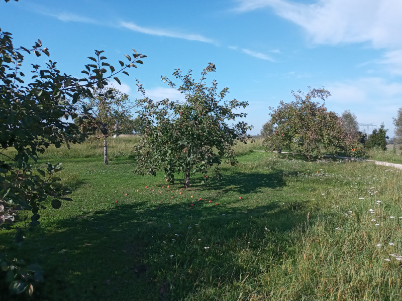 Les arbres du verger