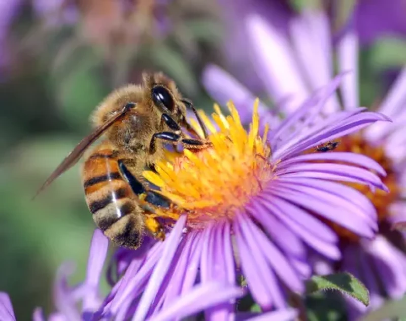 Pollinisateur Abeille