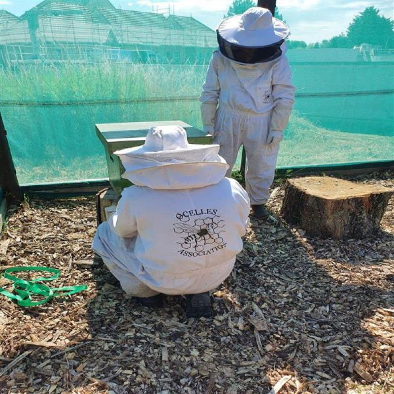 Mise en place des ruches par OCELLES